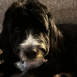 Bernedoodles and Goldendoodles from Sunflower Doodles