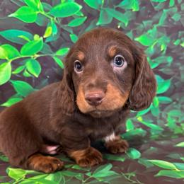 Art - Chocolate and tan male Dachshund puppy in Colbert, Oklahoma from Brooke Crenshaw