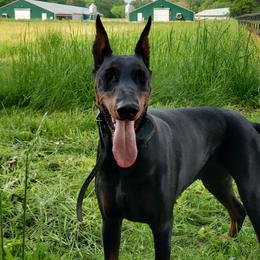 Doberman Pinschers from Gordon Farms Dobermans