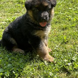 German Shepherd Puppies from Casale Shepherds