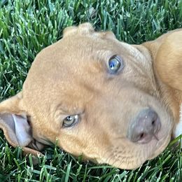 Rhodesian Ridgebacks from River Rock Ridgebacks