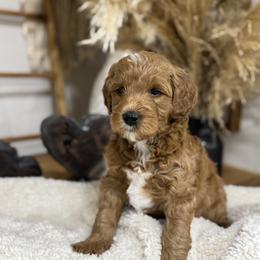 Goldendoodle and Maltipoo Puppies from Jessica's Maltipoo and Goldendoodle