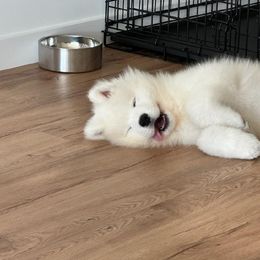 Borzoi and Samoyed Puppies from Kalabria