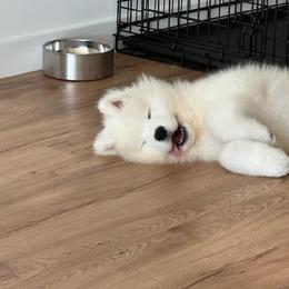 Borzoi and Samoyed Puppies from Kalabria