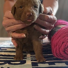 Pink girl - Brown female Chesapeake Bay Retriever puppy in Houston, Texas from Monarch Chesapeakes