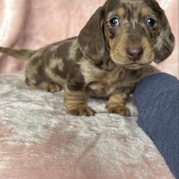 Ophelia 4500 - Dapple female Dachshund puppy in Barbourville, Kentucky from The Bossy Doxie Farm