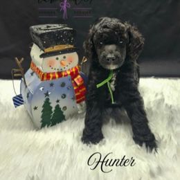 Hunter - Black male Poodle puppy in Mancelona, Michigan from Lavender poodles & doodles