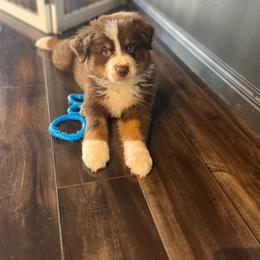 Zoro - Red tri-color male Australian Shepherd puppy in Richmond, Texas from Big Zen Aussies