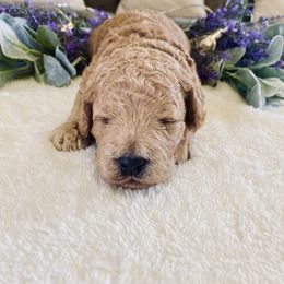 Bernedoodle and Labradoodle Puppies from Royal Doodles