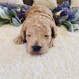 Bernedoodle and Labradoodle Puppies from Royal Doodles