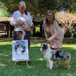 Australian Shepherd Puppies from Flying F Australian Shepherds