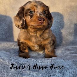 Tootles - Dapple male Dachshund puppy in Tucson, Arizona from Joplin's Hippo House