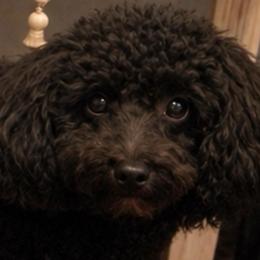 King - Poodle