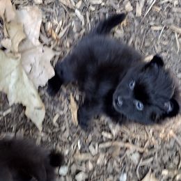 Girl 2 - Pomeranian puppy in Garrett, Indiana from Crystal Riff