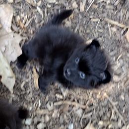 Girl 2 - Pomeranian puppy in Garrett, Indiana from Crystal Riff