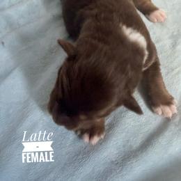 Latte - Red tri-color female Australian Shepherd puppy in Ulm, Montana from W Heart Bar Aussies