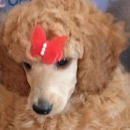 Poodles from Maria White