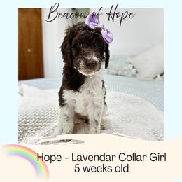 Hope - Parti female Goldendoodle puppy in Montgomery, Texas from Dacus Doodles