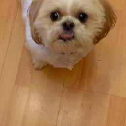 Elsa - Shih Tzu