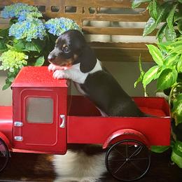 Dachshund Puppies from SR Mini Dachshunds