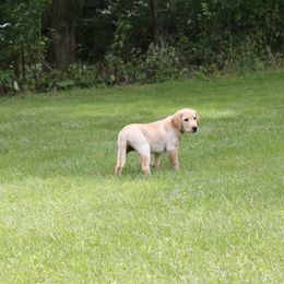 Labrador Retriever Puppies from C R Purdy Labs