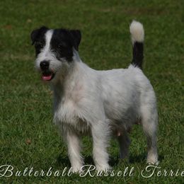 Francine - Russell Terrier