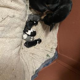 Rat Terrier puppies from DHart Farm & Kennel