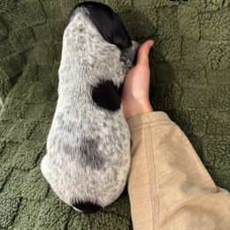 German Shorthaired Pointer Puppies from Golden pointers