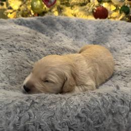 Grinch:Green Collar - Golden male Golden Retriever puppy in Monterey, Tennessee from Lawson’s Green Acres Goldens and Mini Dachshunds