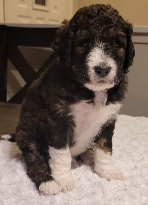 George-Tan Collar - Phantom Bernedoodle puppy in St. Louis, Missouri from St. Louis Doodle Ranch