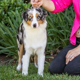 Reign - Blue merle female Miniature American Shepherd puppy in Tonopah, Arizona from King's Miniature American Shepherds