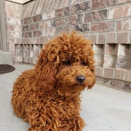 Meeko - Poodle
