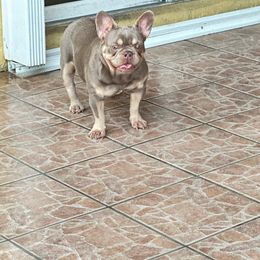 Luna - French Bulldog