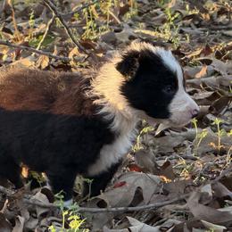 Angus - Black and white male Border Collie puppy in Paris, Texas from Broadmoor Farm