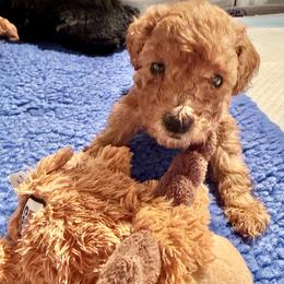 Poodle Puppies from Wanda Burton