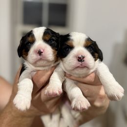 Cavalier King Charles Spaniel puppies from Stratton Spaniels