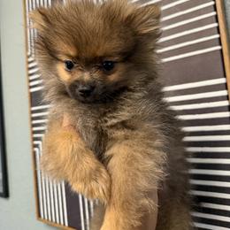 Princess - Wolf sable female Pomeranian puppy in Loma Linda, California from Goulden_Pups