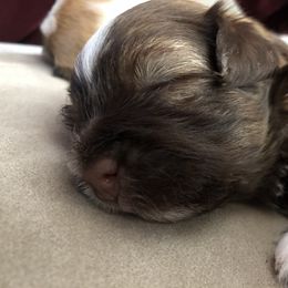 Havanese Puppies from Tzedek Farm
