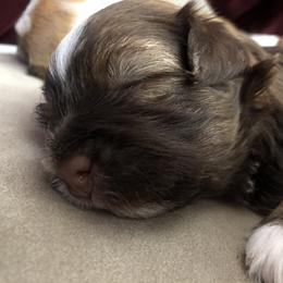 Havanese Puppies from Tzedek Farm