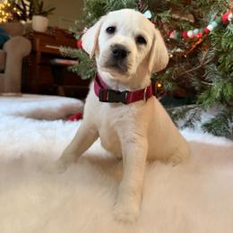 Girl 2 - female Labrador Retriever puppy in Mission Viejo, California from Loving Puppy House