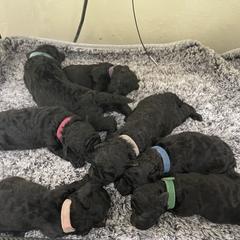 Puli puppies from Bowmaker Pulik