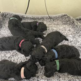 Puli puppies from Bowmaker Pulik
