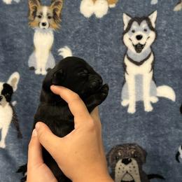 Flat-Coated Retriever Puppies from Flatline Flat-Coated Retrievers