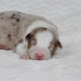 April - Red merle female Australian Shepherd puppy in Circleville, Utah from Canyon Creek Aussies