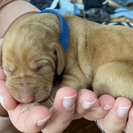 Vizsla Puppies from Carlson Vizslas
