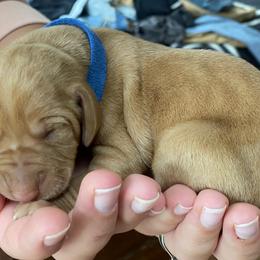 Vizsla Puppies from Carlson Vizslas