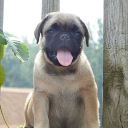 Tater - Fawn male Pug puppy in Fall Creek, Wisconsin from Heartville Pugs