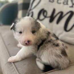 Dyna - White and blue merle female Border Collie puppy in Jonesboro, Arkansas from Hampton Border Collies
