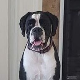Gia - Boxer