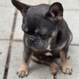 French Bulldogs from Good Energy Pups